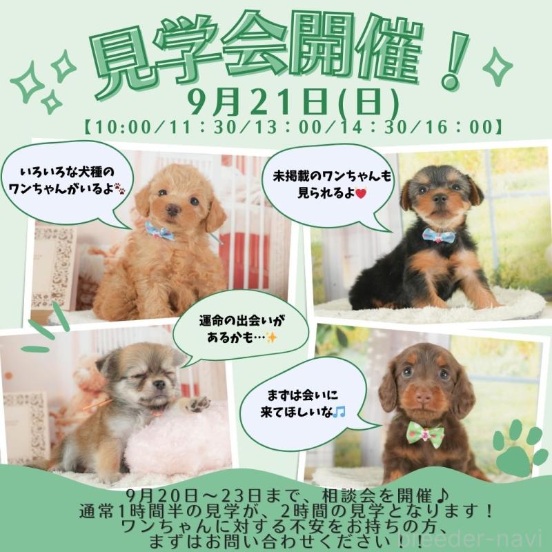 成約済の静岡県のトイプードル-392457の3枚目